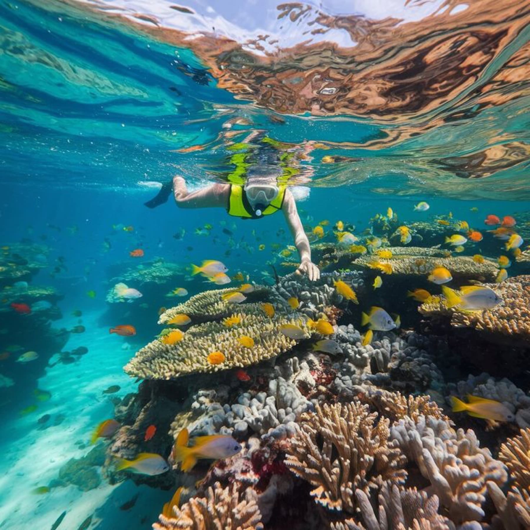 Snorkelling above a colourful Red Sea reef